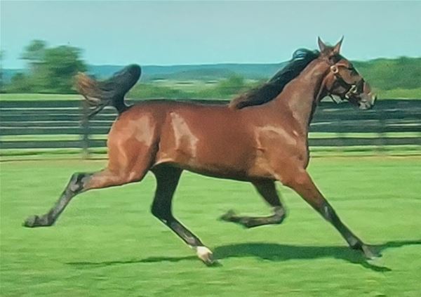 Standard Bred Yearlings